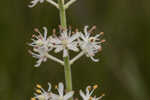 Coastal false asphodel